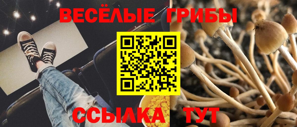 Псилоцибиновые грибы ЛСД  Старая Купавна  что такое   Псилоцибиновые грибы Psilocybe 